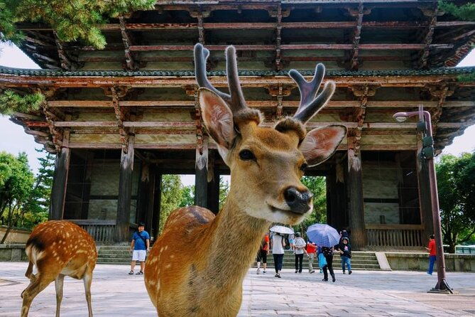 kyoto-nara-day-tour-golden-pavilion-fushimi-inari-deer-park