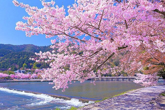 kyoto-sakura-hidden-gems-of-timeless-tradition