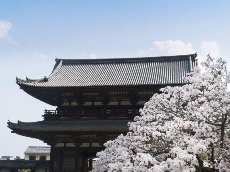 kyotos-cherry-blossom-splendor-a-3-hour-sakura-tour