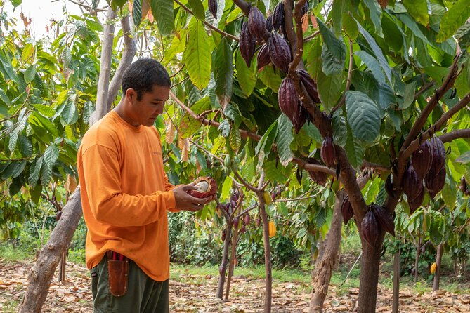 lahaina-maui-kuia-estate-guided-cacao-farm-tour-and-tasting