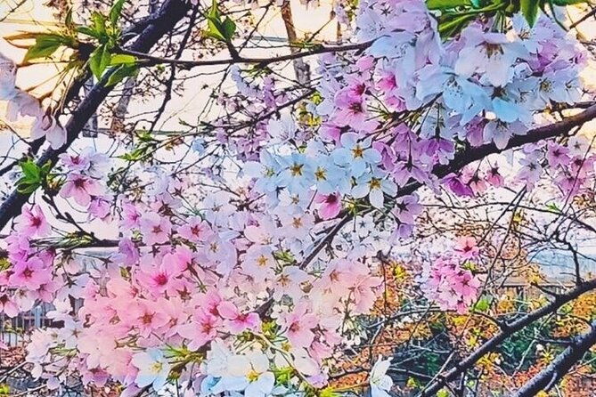 licensed-guide-tokyo-meguro-cherry-blossom-walking-tour-2