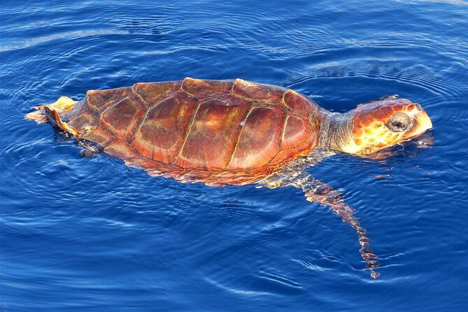 los-gigantes-whale-watching-charter-by-sail-boat
