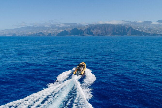 madeira-dolphin-whale-watching-tour