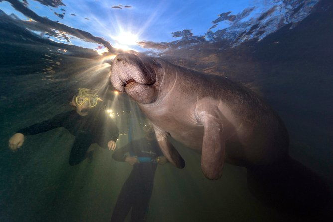 manatee-swim-tour-with-in-water-photographer