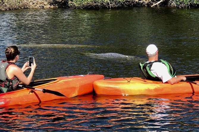 manatees-and-mangrove-tunnels-small-group-kayak-tour
