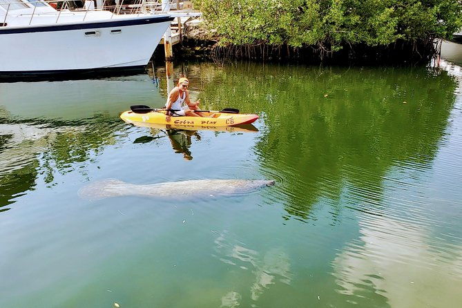 mangroves-and-manatees-guided-kayak-eco-tour