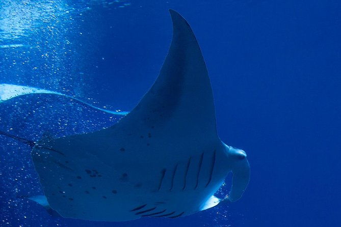 manta-ray-night-snorkel-at-kona-big-island