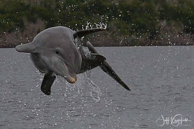 marco-island-2-hour-dolphin-birding-and-shelling-tour