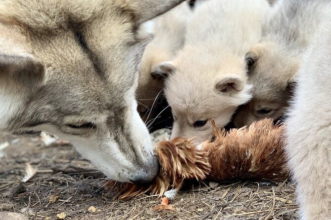 meet-taivas-the-arctic-wolves-private-tour