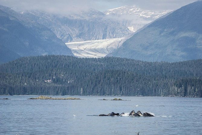 mendenhall-glacier-and-ultimate-whale-watch-combo