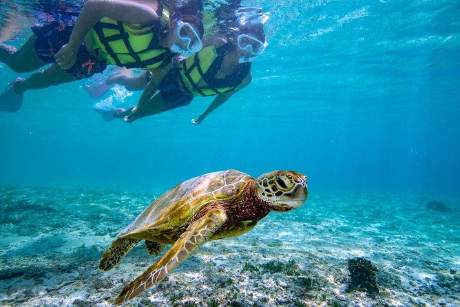 miyakojima-snorkel-tour-to-swim-with-sea-turtles