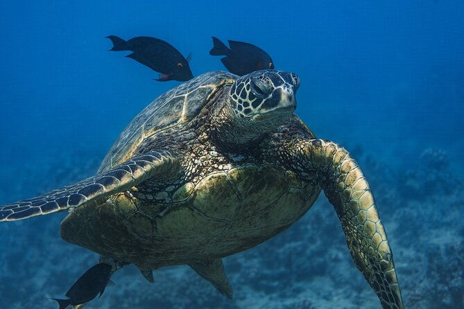 moanas-waikiki-grand-guided-turtle-snorkel-sailing-adventure