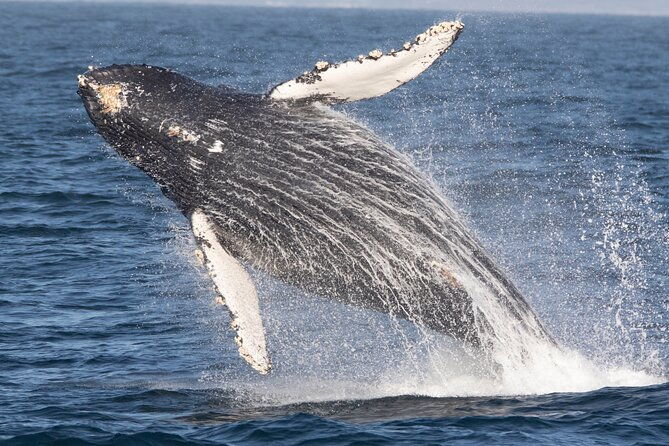 monterey-whale-watching-tour
