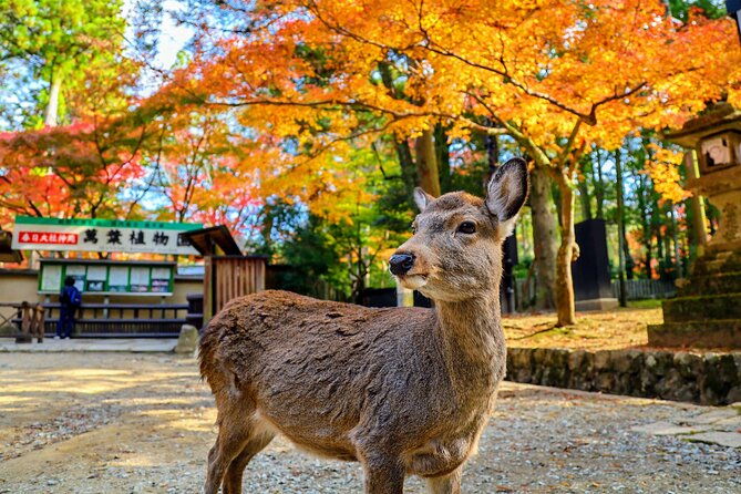 morning-wonder-world-heritage-nara-guided-tour