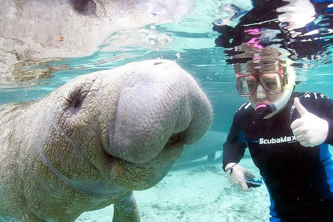 most-popular-3hr-manatee-swim-tour-in-water-guide