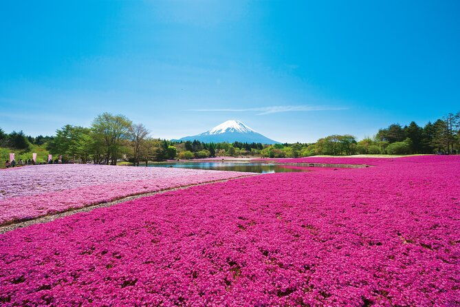 mt-fuji-shiba-sakura-festival-and-hoto-noodle-making