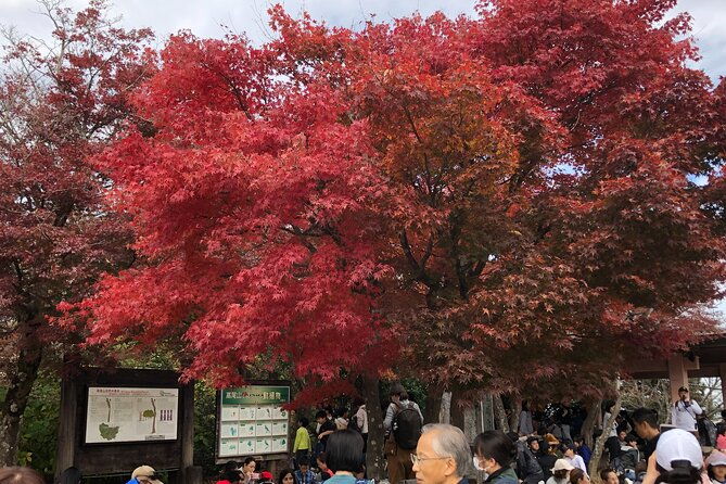 mt-takao-hiking-tour-with-licensed-guide