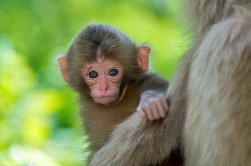 nagano-1-day-snow-monkey-cherry-blossom-tour-in-spring