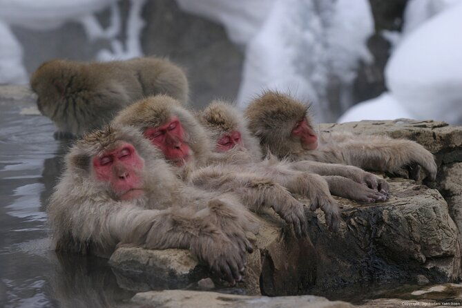 nagano-snow-monkey-1-day-tour-with-beef-sukiyaki-lunch-from-tokyo