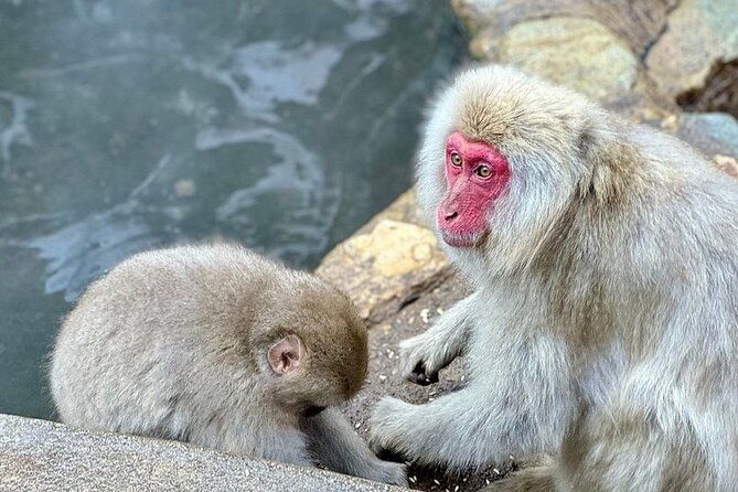 nagano-snow-monkey-and-zenkoji-temple-free-sake-taste-day-tour