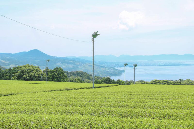 nagasaki-explore-japanese-teas-on-a-tea-tour