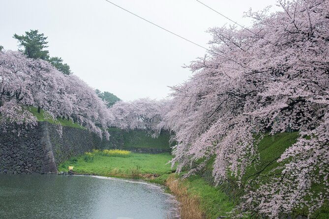 nagoya-castle-cherry-blossom-festival-and-tokugawaen-walking-tour