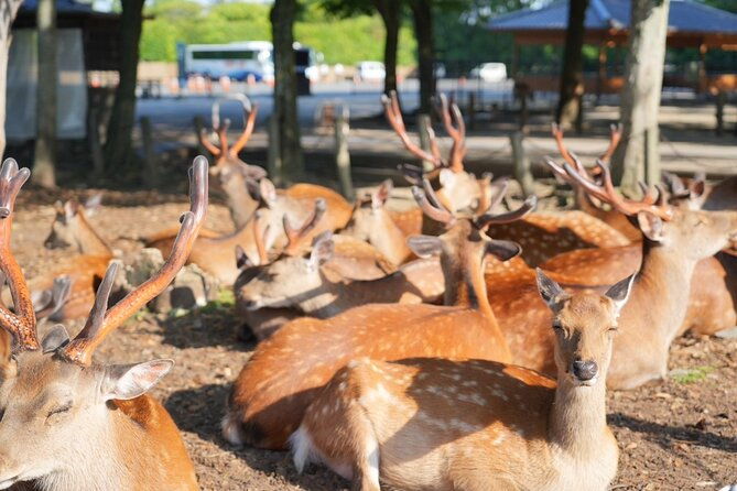 nara-early-bird-tour-kyoto-departure-option-available-2