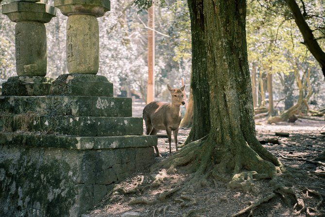 nara-private-customizable-half-day-tour
