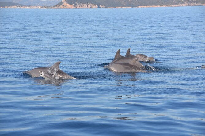 observation-of-dolphins-and-snorkeling-in-a-rubber-boat-in-olbia