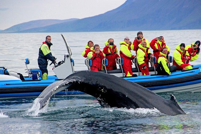 original-big-whale-safari-and-puffins-rib-boat-tour-from-husavik