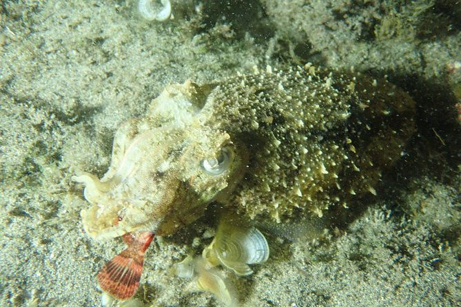 porto-santo-night-snorkeling-tour