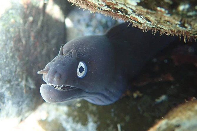porto-santo-snorkeling-tour