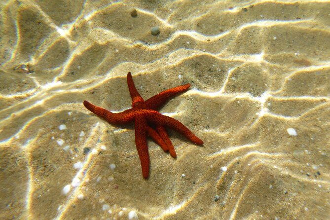 private-1-hour-guided-snorkeling-adventure-with-go-pro-pictures