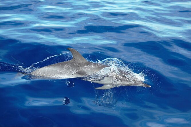 private-dolphin-and-whale-watching-tour-in-madeira