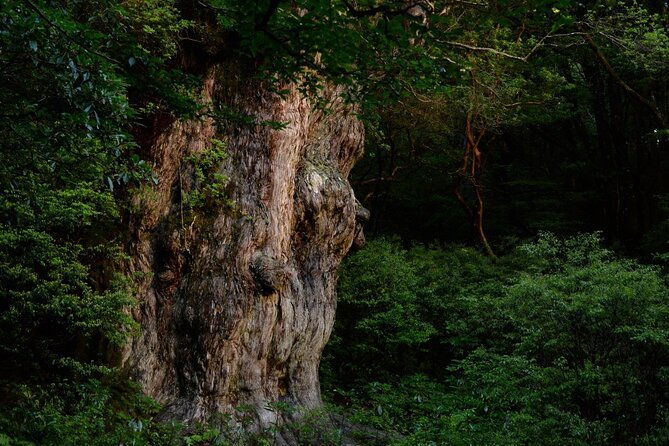 private-guide-plan-with-bento-lets-walk-in-the-forest-of-thousands-of-years-of-age-jomon-cedar-day-trip-trekking-special-lunch-with-yakushima-ingredients