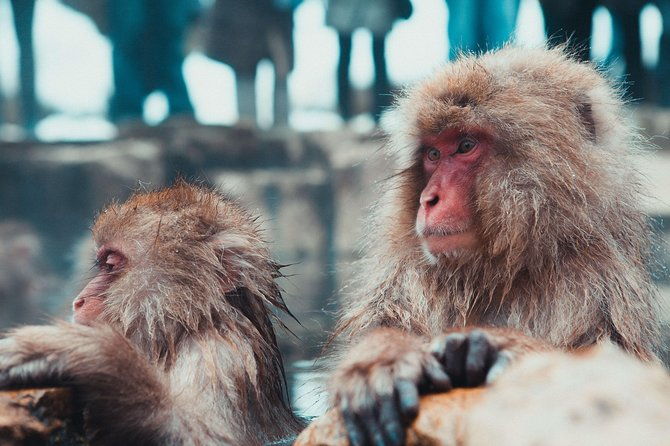private-nagano-1-day-toursnow-monkeyszenko-jiobusesakeonsen