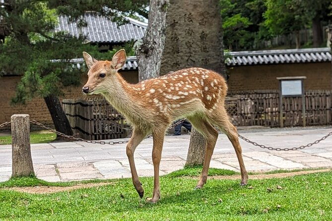 private-nara-e-bike-family-tour-with-lunch