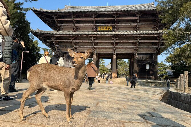 private-nara-tour-and-sake-tasting-departing-from-kyoto-nara