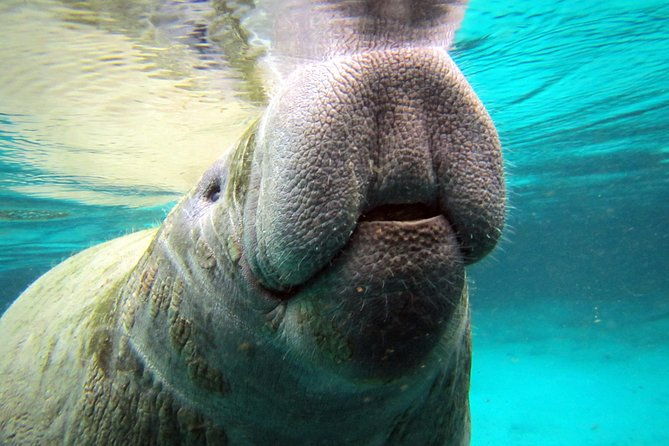 private-og-manatee-snorkel-tour-with-guide-for-up-to-10-people
