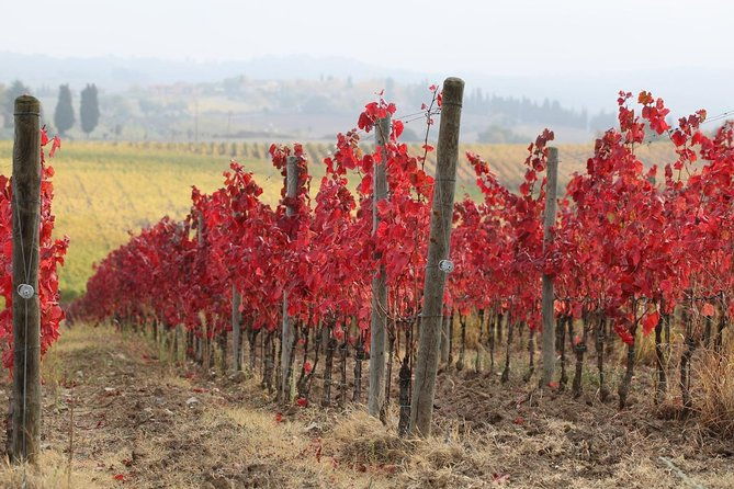 private-tour-guided-hike-in-tuscany-with-transport-from-siena