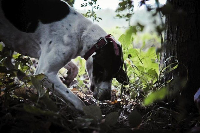 private-tour-truffle-hunting-experience-from-sorrento-with-lunch