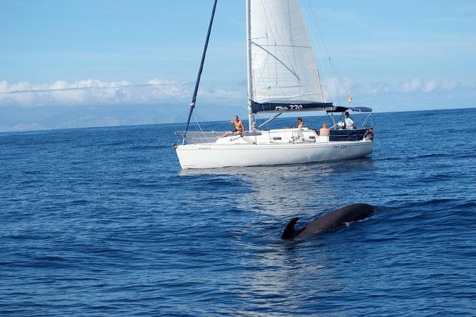 private-yacht-tour-with-whale-and-dolphin-watching-33-foot-boat