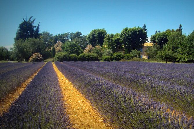 provence-lavender-fields-tour-from-aix-en-provence