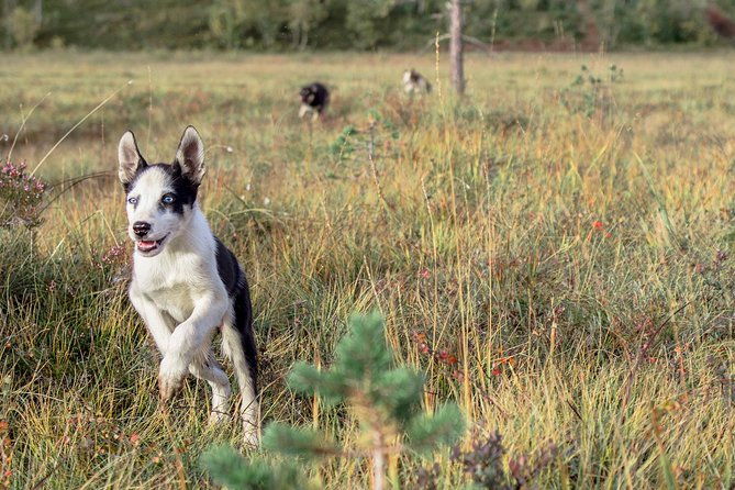 puppy-training-experience-at-a-husky-farm-in-tromso