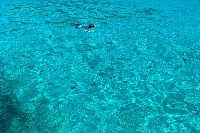 reef-safari-snorkeling-fish-feeding-lunch-shared-day-trip