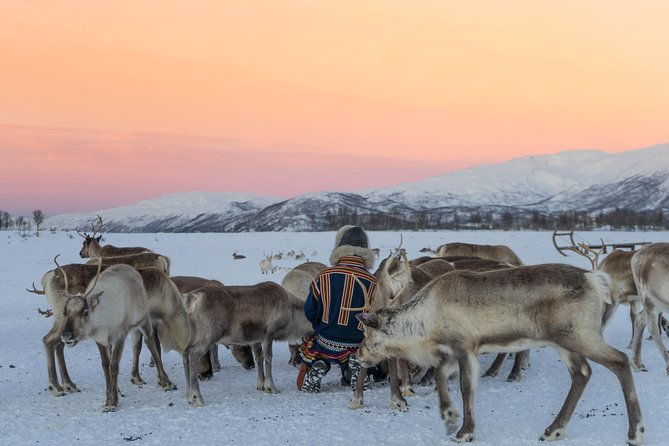 reindeer-visit-and-sami-culture-including-lunch-from-tromso