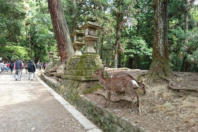 relax-in-nara-deer-park-todai-ji-temple-and-merchants-town