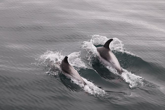 reykjavik-shore-excursion-whale-watching-cruise