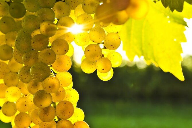 rhodes-wine-food-tour-10-meal-course-lunch-wine-tasting-cooking-class