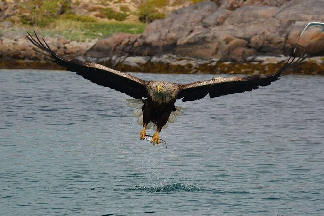 rib-sea-eagle-safari-trollfjord-cruise
